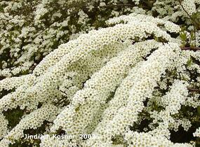 Tavolník popelavý 'Grefsheim' - Spiraea cinerea 'Grefsheim'