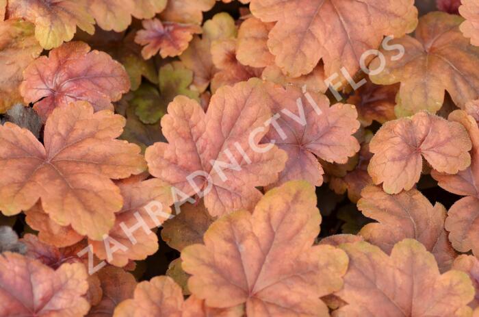 Dlužela 'Braas Lantern' - Heucherella hybrida 'Braas Lantern'