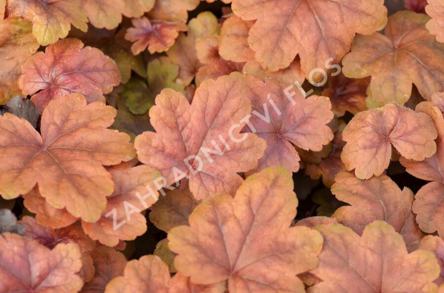 Dlužela 'Braas Lantern' - Heucherella hybrida 'Braas Lantern'