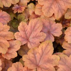 Dlužela 'Braas Lantern' - Heucherella hybrida 'Braas Lantern'