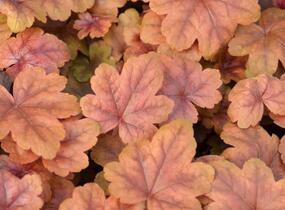 Dlužela 'Braas Lantern' - Heucherella hybrida 'Braas Lantern'