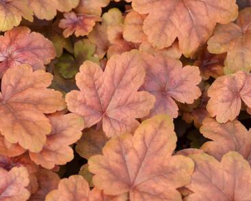 Dlužela 'Braas Lantern'