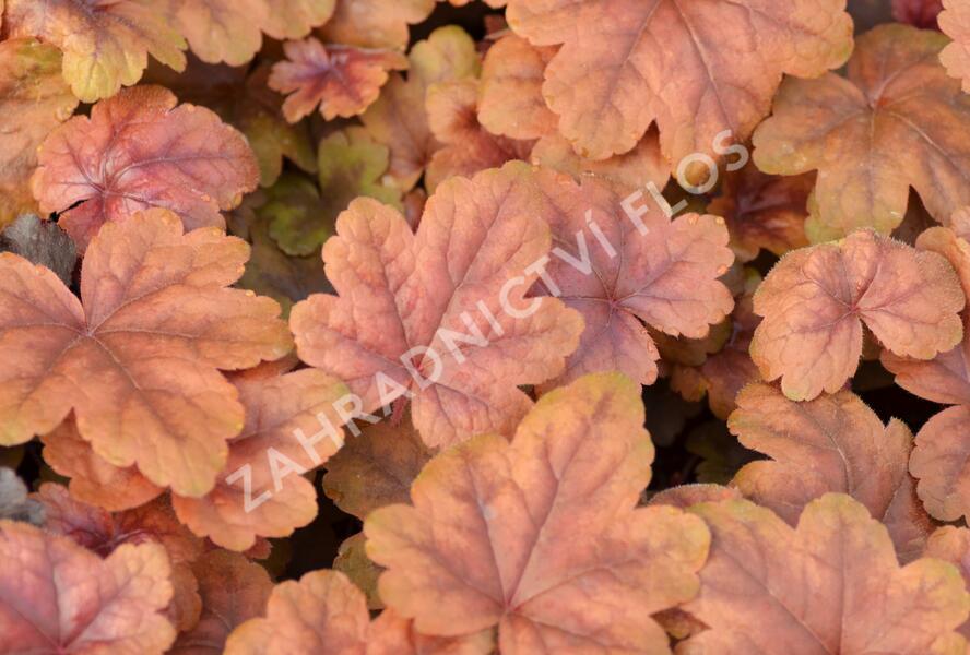 Dlužela 'Braas Lantern' - Heucherella hybrida 'Braas Lantern'