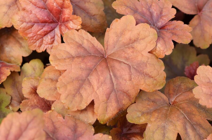 Dlužela 'Braas Lantern' - Heucherella hybrida 'Braas Lantern'