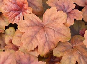 Dlužela 'Braas Lantern' - Heucherella hybrida 'Braas Lantern'