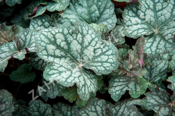 Dlužicha 'Velvet Night' - Heuchera hybrida 'Velvet Night'