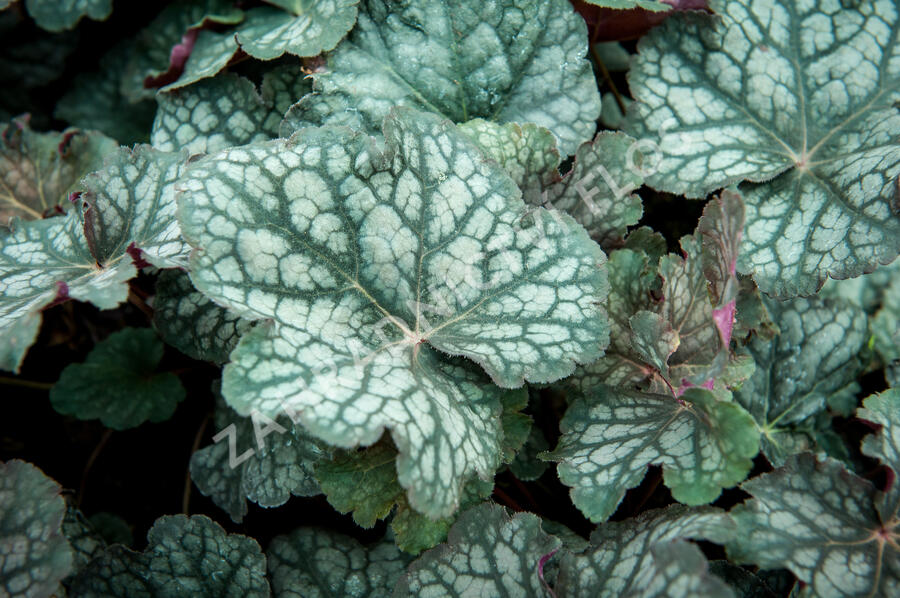 Dlužicha 'Velvet Night' - Heuchera hybrida 'Velvet Night'