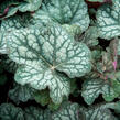 Dlužicha 'Velvet Night' - Heuchera hybrida 'Velvet Night'