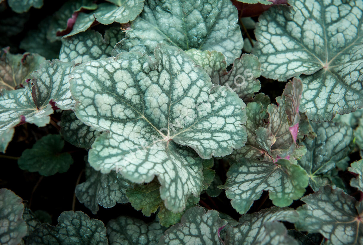 Dlužicha 'Velvet Night' - Heuchera hybrida 'Velvet Night'