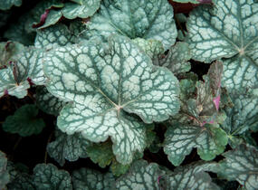 Dlužicha 'Velvet Night' - Heuchera hybrida 'Velvet Night'