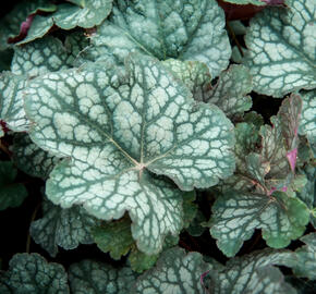 Dlužicha 'Velvet Night' - Heuchera 'Velvet Night'