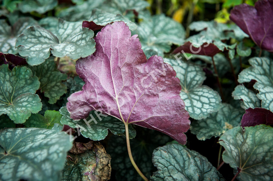Dlužicha 'Velvet Night' - Heuchera hybrida 'Velvet Night'