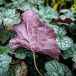 Dlužicha 'Velvet Night' - Heuchera hybrida 'Velvet Night'