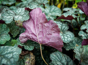 Dlužicha 'Velvet Night' - Heuchera hybrida 'Velvet Night'