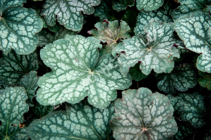 Dlužicha 'Velvet Night' - Heuchera hybrida 'Velvet Night'