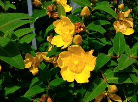 Třezalka 'Hidcote' - Hypericum 'Hidcote'