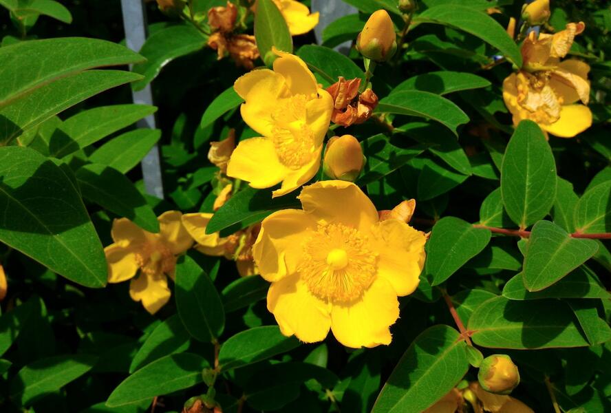 Třezalka 'Hidcote' - Hypericum 'Hidcote'