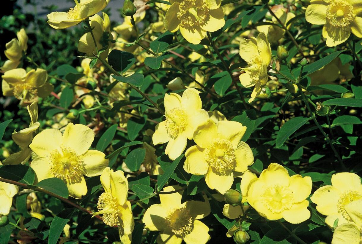 Třezalka 'Hidcote' - Hypericum 'Hidcote'