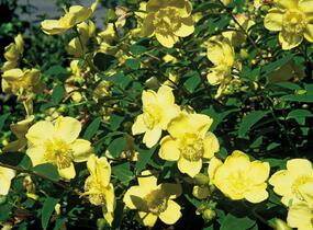 Třezalka 'Hidcote' - Hypericum 'Hidcote'