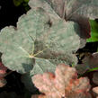 Dlužicha 'Mocha' - Heuchera hybrida 'Mocha'