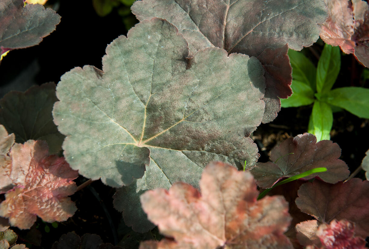 Dlužicha 'Mocha' - Heuchera hybrida 'Mocha'