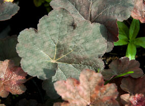 Dlužicha 'Mocha' - Heuchera hybrida 'Mocha'