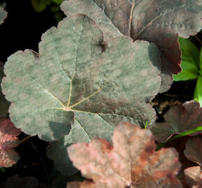 Dlužicha 'Mocha' - Heuchera 'Mocha'