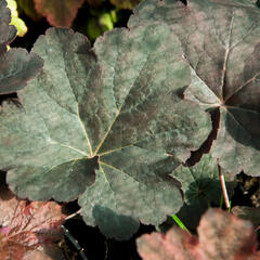 Dlužicha 'Mocha' - Heuchera 'Mocha'