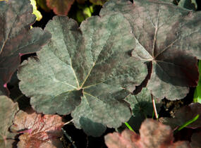 Dlužicha 'Mocha' - Heuchera hybrida 'Mocha'