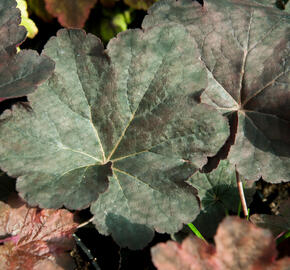 Dlužicha 'Mocha' - Heuchera hybrida 'Mocha'