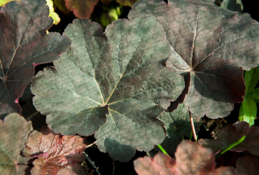 Dlužicha 'Mocha' - Heuchera hybrida 'Mocha'