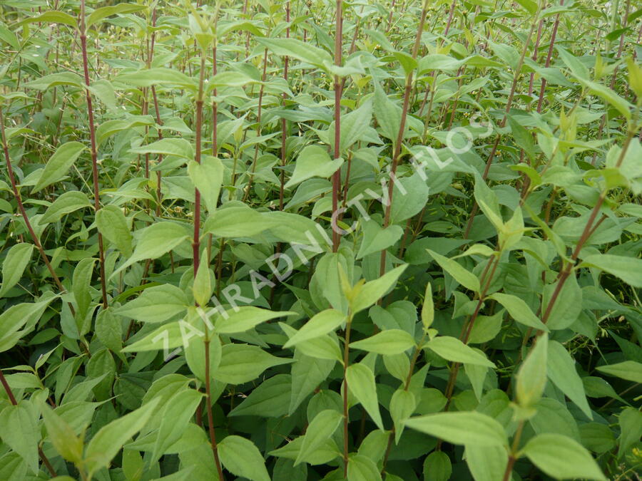Pustoryl panenský 'Mont Blanc' - Philadelphus virginalis 'Mont Blanc'