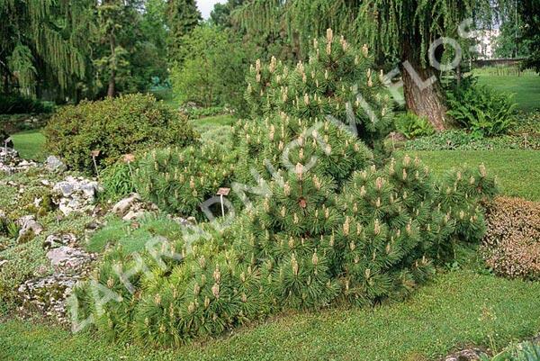 Borovice černá 'Nana' - Pinus nigra 'Nana'