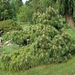 Borovice černá 'Nana' - Pinus nigra 'Nana'