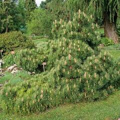 Borovice černá 'Nana' - Pinus nigra 'Nana'