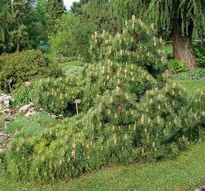Borovice černá 'Nana' - Pinus nigra 'Nana'