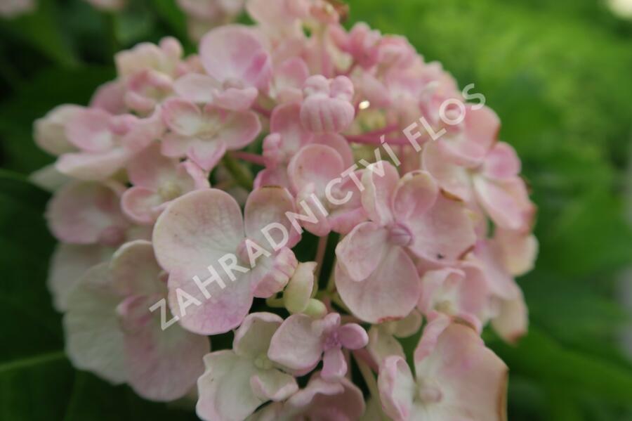 Hortenzie velkolistá 'Ayesha' - Hydrangea macrophylla 'Ayesha'