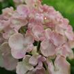 Hortenzie velkolistá 'Ayesha' - Hydrangea macrophylla 'Ayesha'