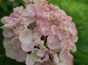 Hortenzie velkolistá 'Ayesha' - Hydrangea macrophylla 'Ayesha'