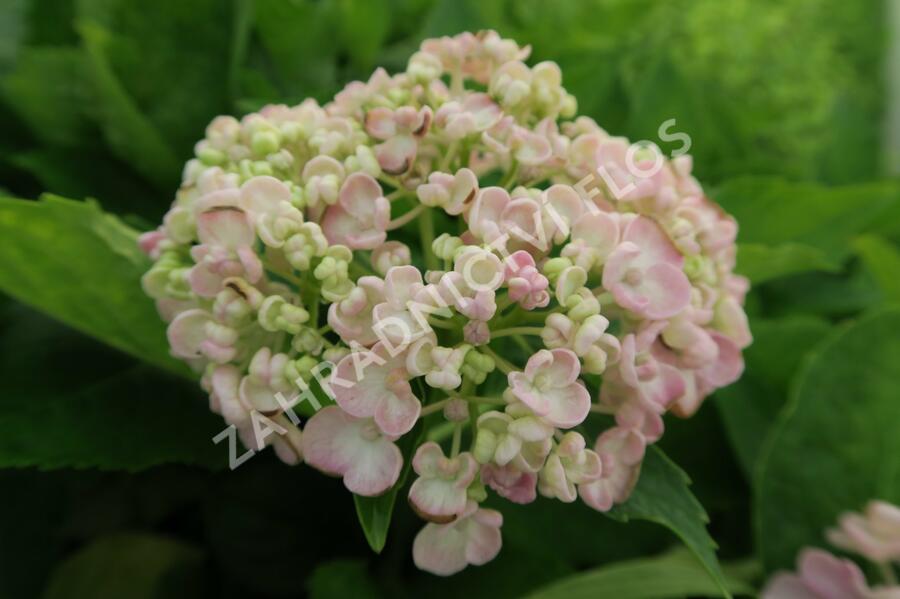 Hortenzie velkolistá 'Ayesha' - Hydrangea macrophylla 'Ayesha'