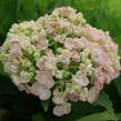 Hortenzie velkolistá 'Ayesha' - Hydrangea macrophylla 'Ayesha'