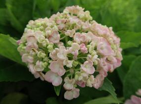 Hortenzie velkolistá 'Ayesha' - Hydrangea macrophylla 'Ayesha'