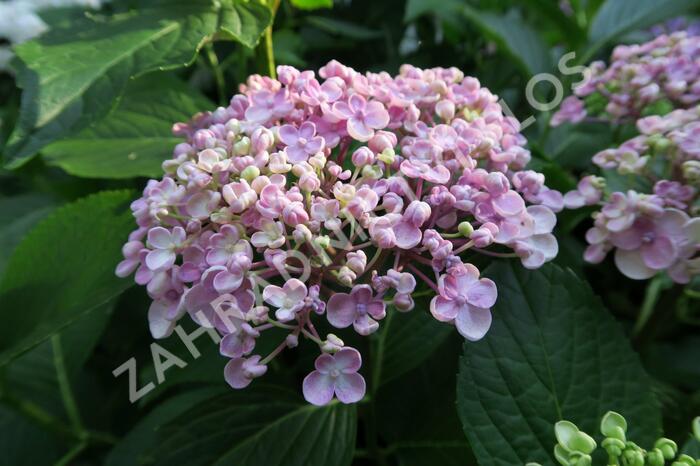 Hortenzie velkolistá 'Ayesha' - Hydrangea macrophylla 'Ayesha'