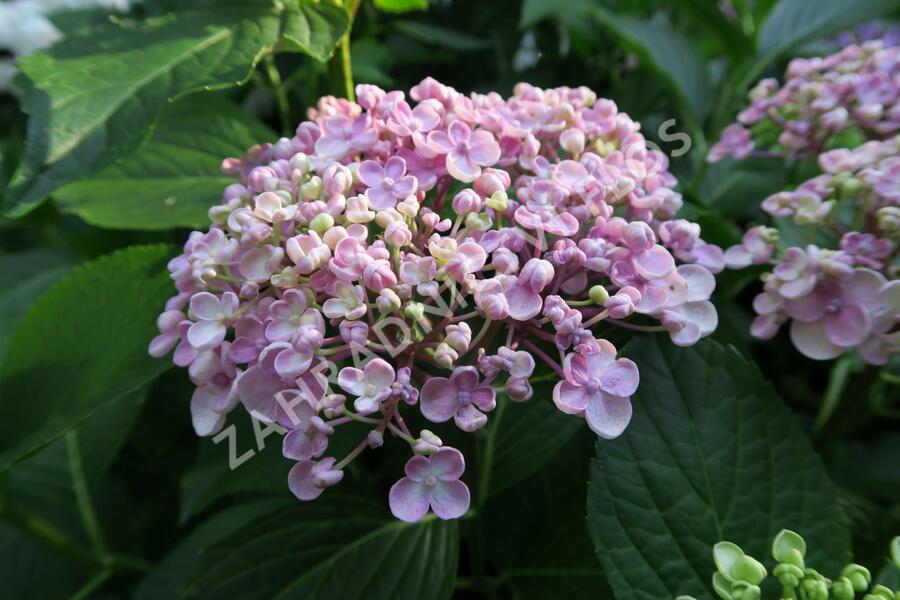 Hortenzie velkolistá 'Ayesha' - Hydrangea macrophylla 'Ayesha'