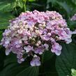 Hortenzie velkolistá 'Ayesha' - Hydrangea macrophylla 'Ayesha'