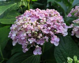Hortenzie velkolistá 'Ayesha'