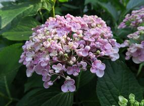 Hortenzie velkolistá 'Ayesha' - Hydrangea macrophylla 'Ayesha'