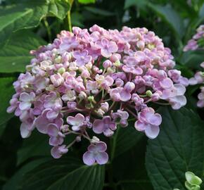 Hortenzie velkolistá 'Ayesha' - Hydrangea macrophylla 'Ayesha'