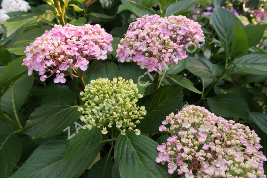 Hortenzie velkolistá 'Ayesha' - Hydrangea macrophylla 'Ayesha'