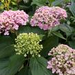 Hortenzie velkolistá 'Ayesha' - Hydrangea macrophylla 'Ayesha'